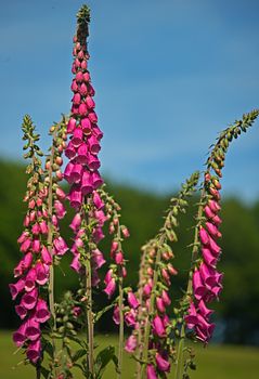 Spike speedwell Red fox veronica spicata plant booming with purple flowers