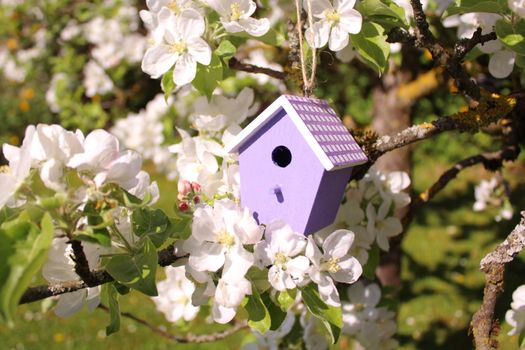 The picture shows a birdhouse in a blossoming pear tree.