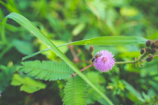 The Closeup to Sensitive Plant Flower, Mimosa Pudica.