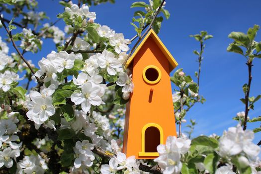 The picture shows a bird house in the blooming apple tree.