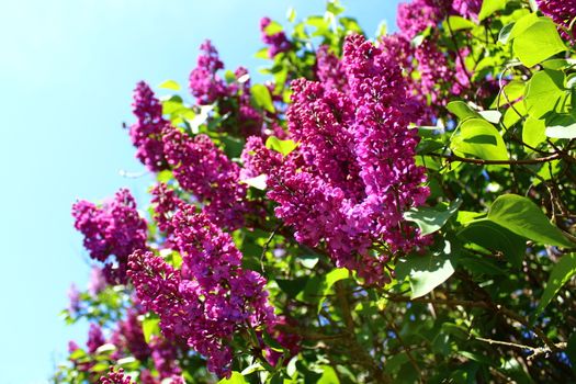 The picture shows beautiful lilac in the garden.