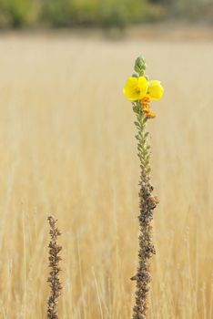 Common mullein (Verbascum thapsus) on field