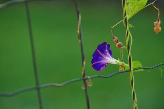 Blue flower of morning-glory (ipomoea) on fence