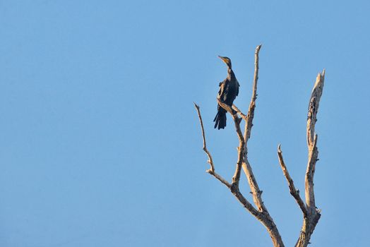 Great cormorant (Phalacrocorax carbo) on brunch in delta
