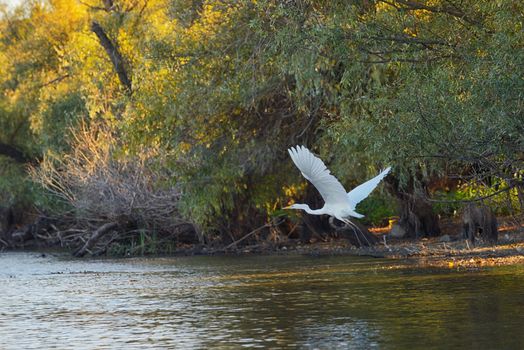 Great egret on Danube delta in Romania