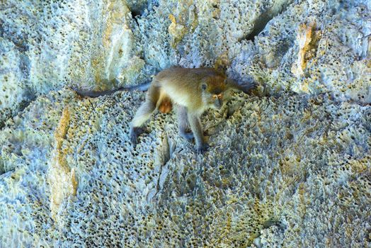 Macaque, Monkey beach, Phi Phi Don island, Andaman sea, Krabi Thailand