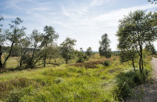 beautifull natural park of the belgium ardennes with walking tracks