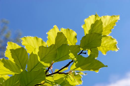 Close-up of some leaves of a Beech (fagaceae) tree in an english garden