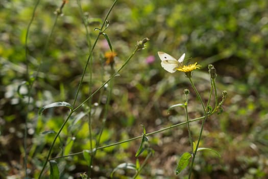 Southern Small White
(pieris mannii) Butterfly in Sigishoura Romania