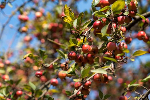 Crab Apple tree in Sighisoara Transylvania Romania