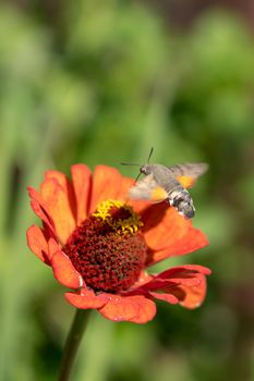 Hummingbird hawk-moth (Macroglossum stellatarum) in Romania