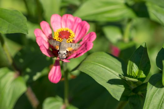 Hummingbird hawk-moth (Macroglossum stellatarum) in Romania