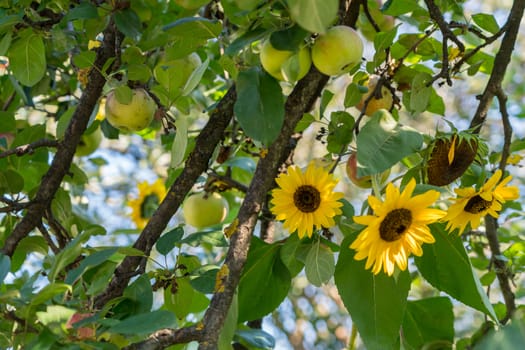 Sunflowers and Apples growing in a garden in Romania