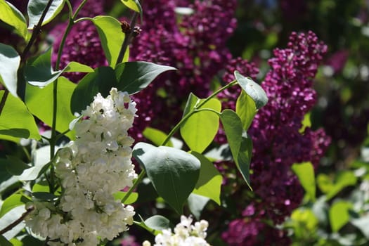 The picture shows lilac in the garden.