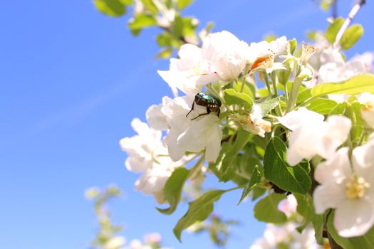 The picture shows a rose chafer in a apple tree blossom.