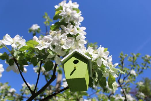 The picture shows a birdhouse in the blossoming apple tree.