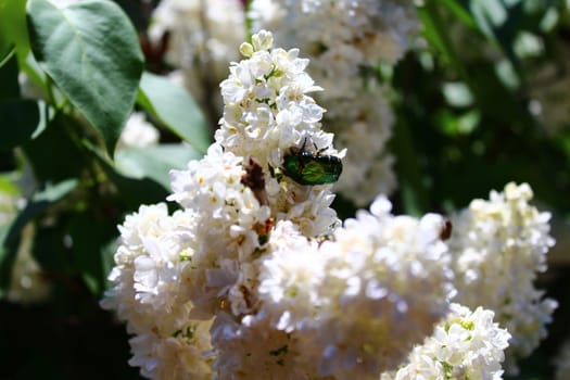 The picture shows a rose chafer in white lilac.