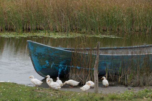 SULINA, DANUBE DELTA/ROMANIA - SEPTEMBER 23 : Domesticated ducks by a rowing boat in Sulina Danube Delta Romania on September 23, 2018