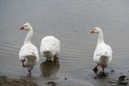 Roman Tufted Geese in the Danube Delta