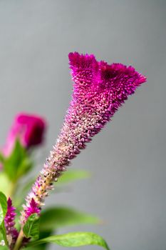 Celosia argentea var. cristata flowering in a garden in Romania