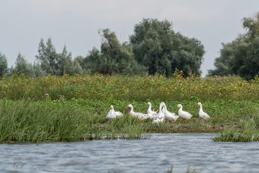 Roman Tufted Geese in the Danube Delta