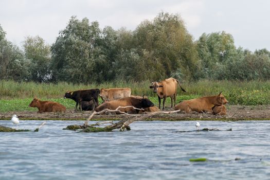 Cattle resting in the Danube Delta
