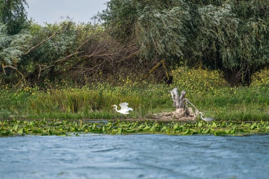 Great White Egret (egretta alba) and Grey Heron (ardea cinerea) in the Danube Delta, Romania