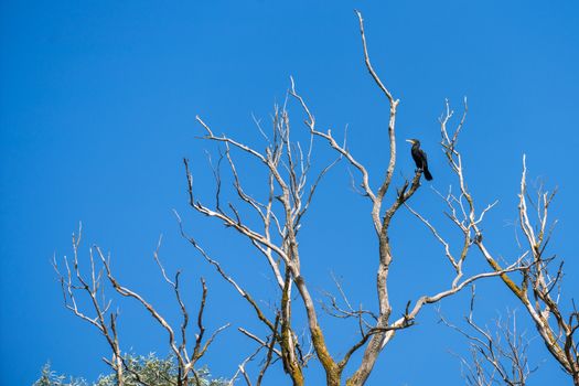 Great Cormorant (phalacrocorax carbo) perched in a tree in the Danube Delta