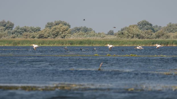 Great White Pelicans (pelecanus onocrotalus) in the Danube Delta