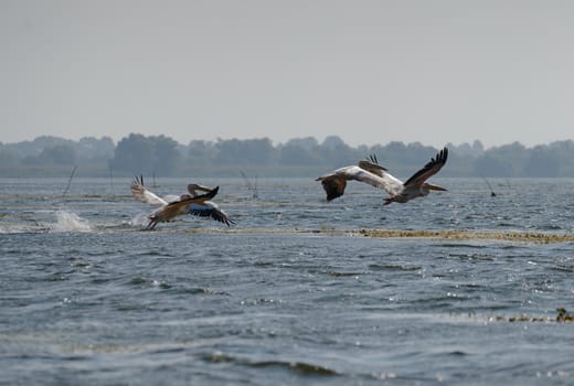 Great White Pelicans (pelecanus onocrotalus) flying over the Danube Delta