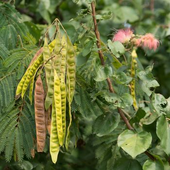 Mimosa tree flowering in the Danube Delta