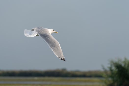 Seagull flying over the Danube Delta