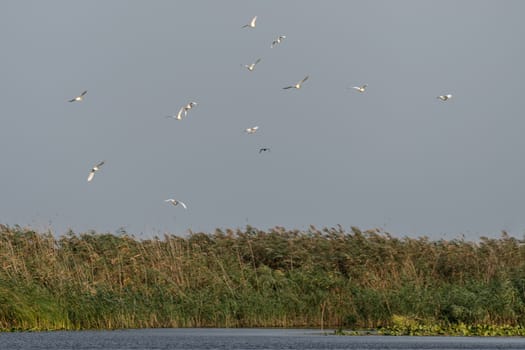 Great White Pelicans (pelecanus onocrotalus) flying over the Danube Delta