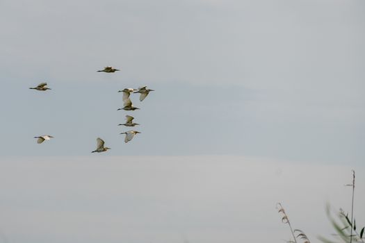 Great White Pelicans (pelecanus onocrotalus) flying over the Danube Delta