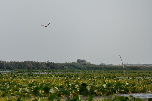 White-tailed Eagle (haliaectus albicilla) in the Danube Delta