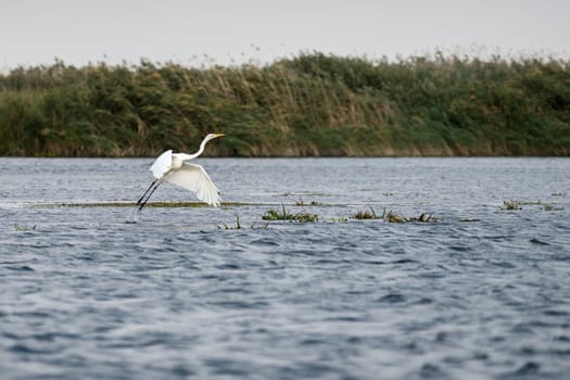 Great White Egret (egretta alba) in the Danube Delta, Romania