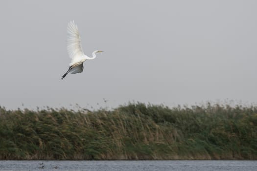 Great White Egret (egretta alba) in the Danube Delta, Romania