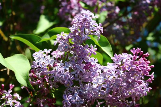 The picture shows beautiful lilac in the garden.