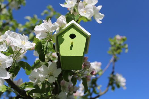 The picture shows a birdhouse in the blossoming apple tree.