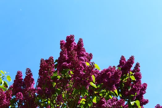 The picture shows beautiful lilac in the garden.