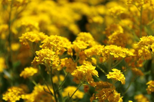 The picture shows sweet alyssum in the spring.