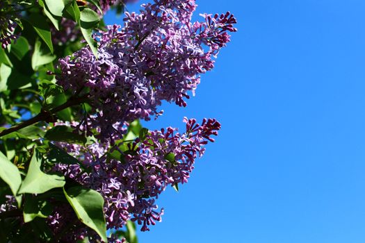 The picture shows beautiful lilac in the garden.