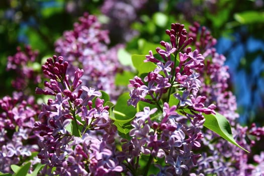 The picture shows beautiful lilac in the garden.