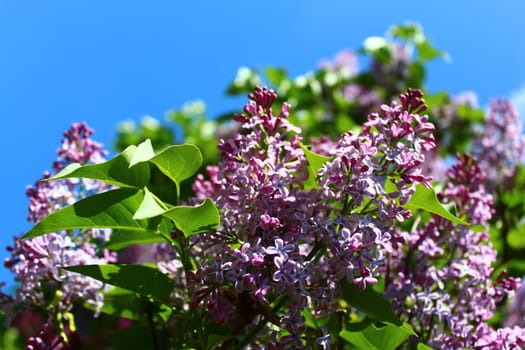 The picture shows beautiful lilac in the garden.