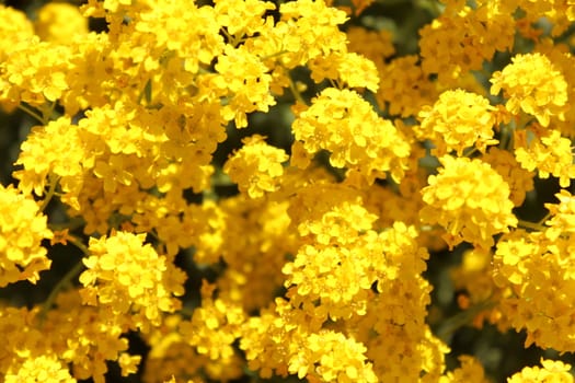 The picture sweet alyssum in the spring.