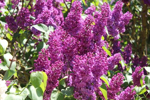 The picture shows beautiful lilac in the garden.