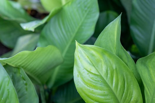 Close Up green leaf under sunlight in the garden. Natural background with copy space.