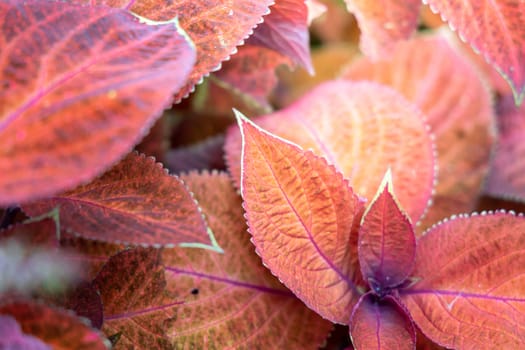 Close Up green leaf under sunlight in the garden. Natural background with copy space.