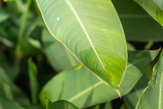 Close Up green leaf under sunlight in the garden. Natural background with copy space.