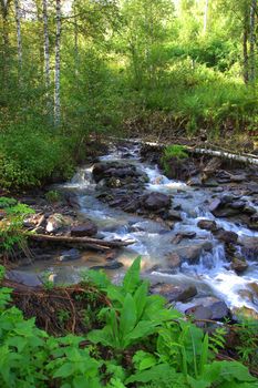 A small mountain river passing into a waterfall flowing through the forest. Altai, Siberia, Russia.